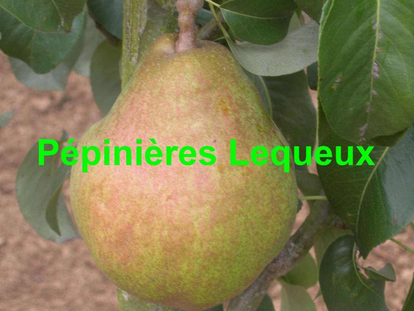 DOYENNE DU COMICE